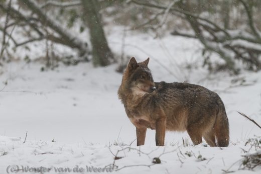 2013-01-20 - Wolf in de sneeuw<br/>Biotopwildpark Anholter Schweiz - Isselburg - Duitsland<br/>Canon EOS 7D - 300 mm - f/2.8, 1/200 sec, ISO 125