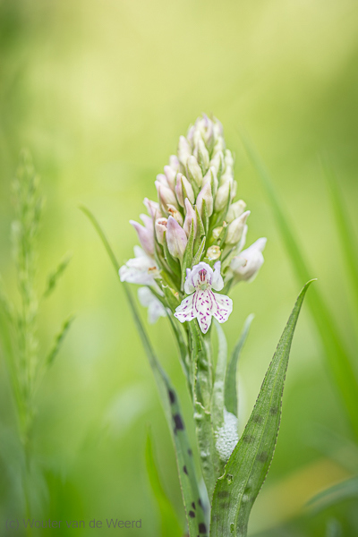 2020-06-02 - Gevlekte orchis<br/>Texel - Nederland<br/>Canon EOS 5D Mark III - 100 mm - f/5.0, 1/80 sec, ISO 200