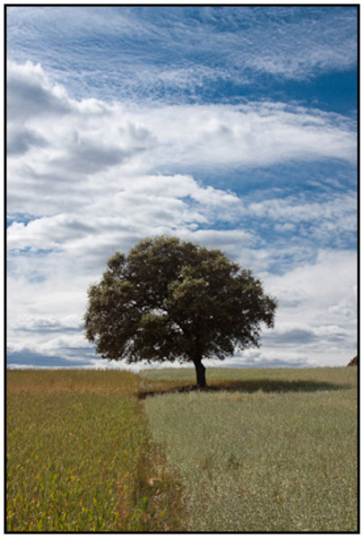 2009-04-25 - Boom in het veld - kleur<br/>Extremadura - Spanje<br/>Canon EOS 50D - 40 mm - f/16.0, 1/60 sec, ISO 200