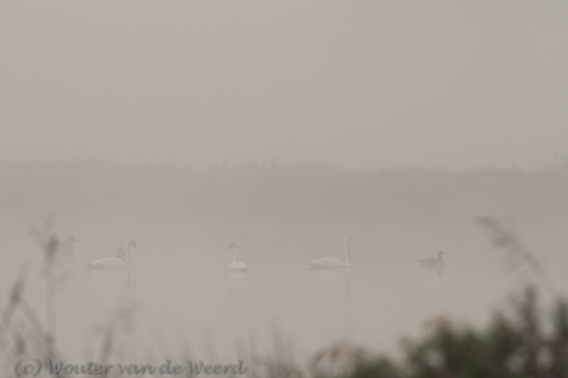 2012-09-23 - Zwanen, eenden en ganzen in de mist<br/>Wavershoek - Waverveen - Nederland<br/>Canon EOS 7D - 300 mm - f/5.6, 1/320 sec, ISO 400