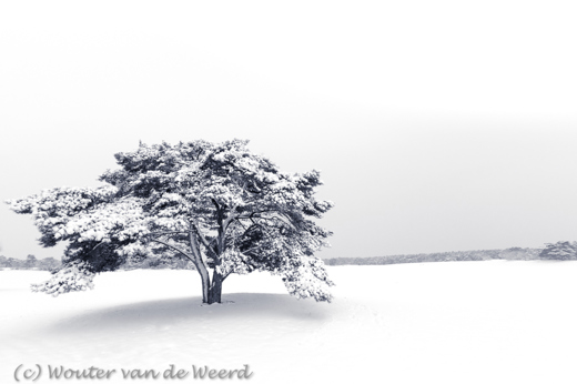 2017-02-12 - Vliegden in de sneeuw<br/>De Lange Duinen - Soest - Nederland<br/>Canon EOS 5D Mark III - 16 mm - f/8.0, 1/60 sec, ISO 400