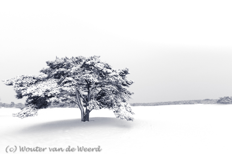 2017-02-12 - Vliegden in de sneeuw<br/>De Lange Duinen - Soest - Nederland<br/>Canon EOS 5D Mark III - 16 mm - f/8.0, 1/60 sec, ISO 400