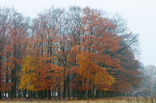2012-11-19 - Laatste herfstkleuren aan de boom<br/>Plantage Willem III - Elst - Nederland<br/>Canon EOS 7D - 45 mm - f/8.0, 1/13 sec, ISO 400
