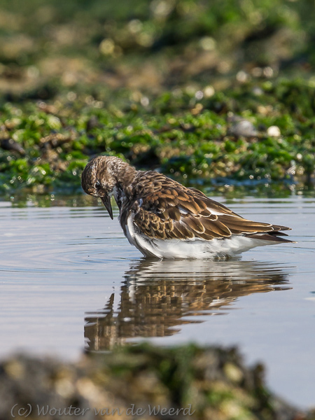 2013-10-07 - Ja, een bad is echt wel hard nodig<br/>Strand bij Pier van IJmuiden - IJmuiden - Nederland<br/>Canon EOS 7D - 420 mm - f/8.0, 1/320 sec, ISO 200
