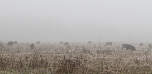 2012-11-19 - Galloway runderen in de mist<br/>Plantage Willem III - Elst - Nederland<br/>Canon EOS 7D - 75 mm - f/8.0, 1/160 sec, ISO 400