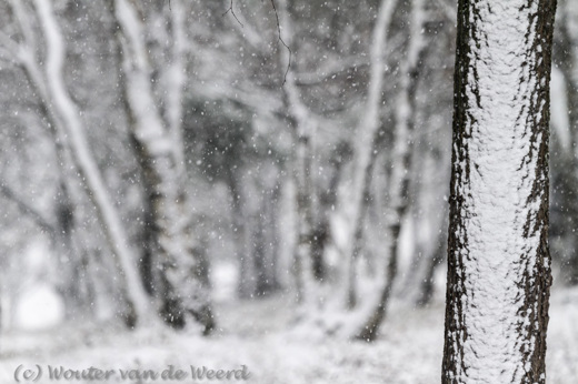 2012-12-03 - Sneeuwlandschap<br/>Terletseweg - Terlet - Nederland<br/>Canon EOS 7D - 285 mm - f/5.6, 1/250 sec, ISO 400