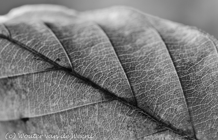 2011-11-13 - Herfstblad (beukenhaag) in zwart-wit<br/>Thuis - Zeist - Nederland<br/>Canon EOS 7D - 100 mm - f/11.0, 1.3 sec, ISO 200
