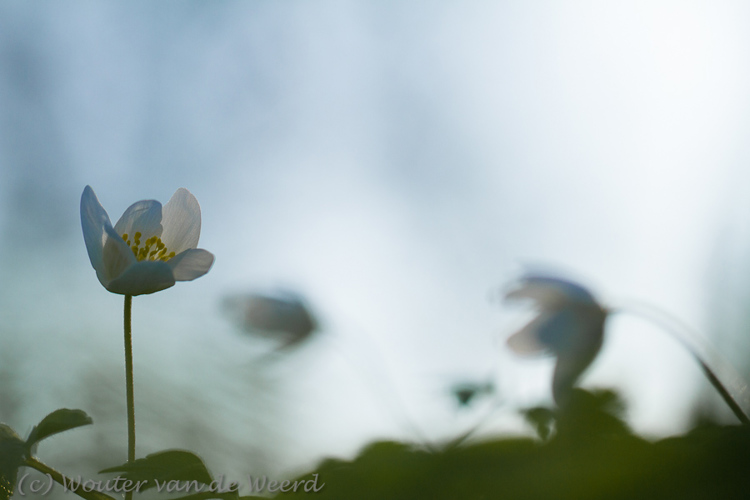 2012-03-19 - Sfeerbeeld van bosanemonen<br/>Landgoed Amelisweerd - Bunnik-Utrecht - Nederland<br/>Canon EOS 7D - 100 mm - f/3.5, 1/1250 sec, ISO 200