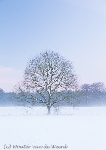 2014-12-28 - Boom in de sneeuw<br/>Informatiecentrum Tabaksschuur - Amerongen - Nederland<br/>Canon EOS 5D Mark III - 53 mm - f/5.6, 1/8 sec, ISO 800