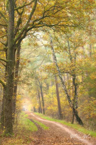 2025-11-07 - De gekruiste bomen<br/>Erfgooiersbos - Hilversum - Nederland<br/>Canon EOS R5 - 142 mm - f/8.0, 0.1 sec, ISO 400