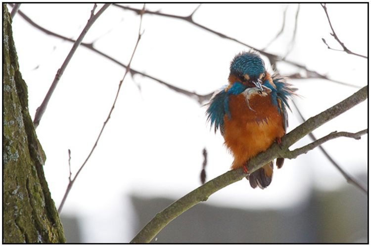 2010-01-31 - IJsvogel met visje in de boom<br/>Polder Arkemheen - Nijkerk - Nederland<br/>Canon EOS 50D - 400 mm - f/8.0, 1/800 sec, ISO 800