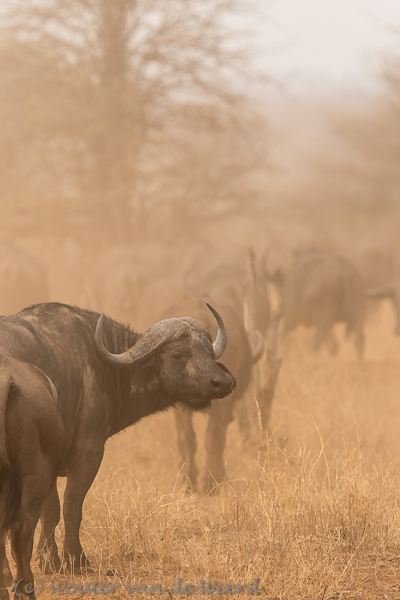 2015-10-18 - Buffels in het stof en late licht<br/>Tarangire NP - Tanzania<br/>Canon EOS 7D Mark II - 420 mm - f/5.6, 1/640 sec, ISO 320