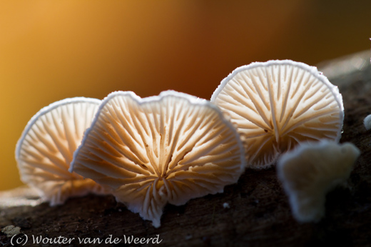 2011-10-24 - Wit oorzwammetje<br/><br/>Canon EOS 7D - 100 mm - f/4.0, 1/60 sec, ISO 400
