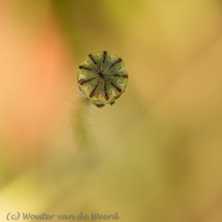 2013-09-08 - Klaproos zaaddoos<br/>De Uithof / Utrecht Science Park - Utrecht - Nederland<br/>Canon EOS 7D - 100 mm - f/3.5, 1/320 sec, ISO 200