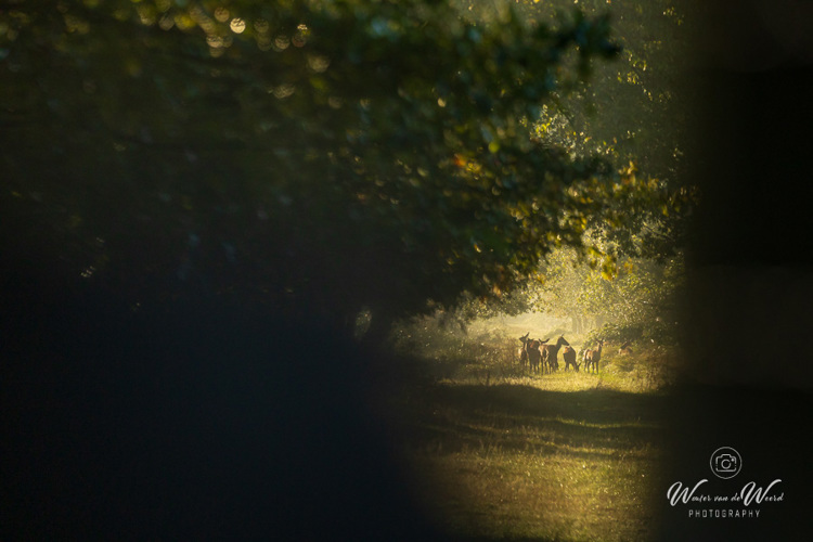 2024-09-29 - Doorkijkje naar de hindes<br/>Weerterbos - Nederweert - Nederland<br/>Canon EOS R6m2 - 241 mm - f/6.3, 1/800 sec, ISO 1600