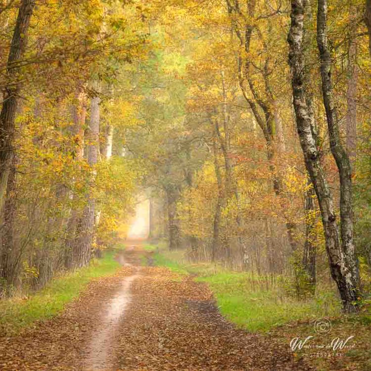 2025-11-07 - Boslaan in de herfst in het geel en met berken<br/>Erfgooiersbos - Hilversum - Nederland<br/>Canon EOS R5 - 175 mm - f/8.0, 0.1 sec, ISO 400