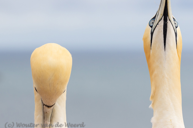 Helgoland Helgoland