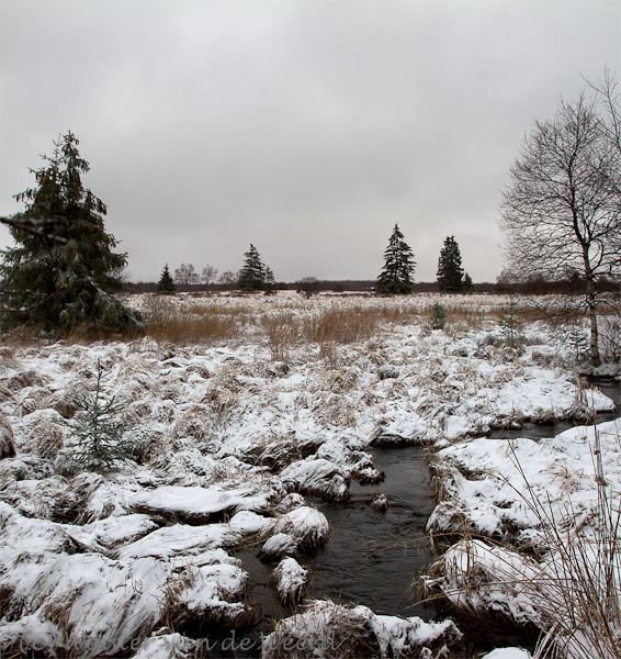 2012-03-05 - Het hoogveenplateau in de sneeuw<br/>Natuurpark Hoge Venen - Mont Rigi - België<br/>Canon EOS 7D - 24 mm - f/8.0, 1/200 sec, ISO 200