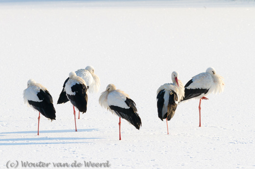 2013-01-16 - Vijf ooievaars op een rijtje, in de sneeuw<br/>Natuurpark Lelystad - Lelystad - Nederland<br/>Canon EOS 7D - 300 mm - f/8.0, 1/500 sec, ISO 250