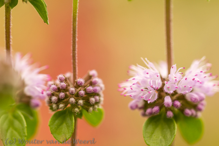 2013-09-08 - Phlomis van dichterbij<br/>De Uithof / Utrecht Science Park - Utrecht - Nederland<br/>Canon EOS 7D - 100 mm - f/4.0, 1/160 sec, ISO 200