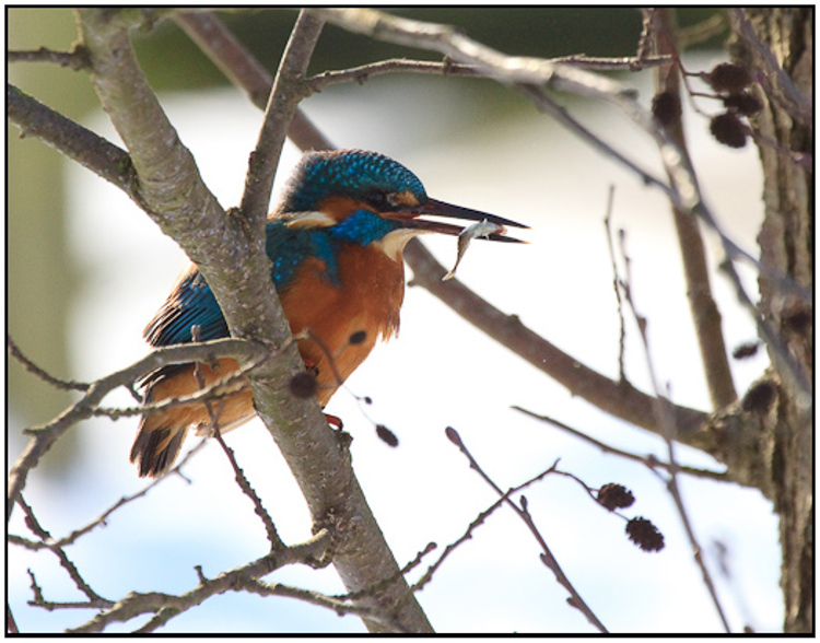 2010-01-31 - IJsvogel met visje in zijn bek<br/>Polder Arkemheen - Nijkerk - Nederland<br/>Canon EOS 50D - 400 mm - f/8.0, 1/1000 sec, ISO 800