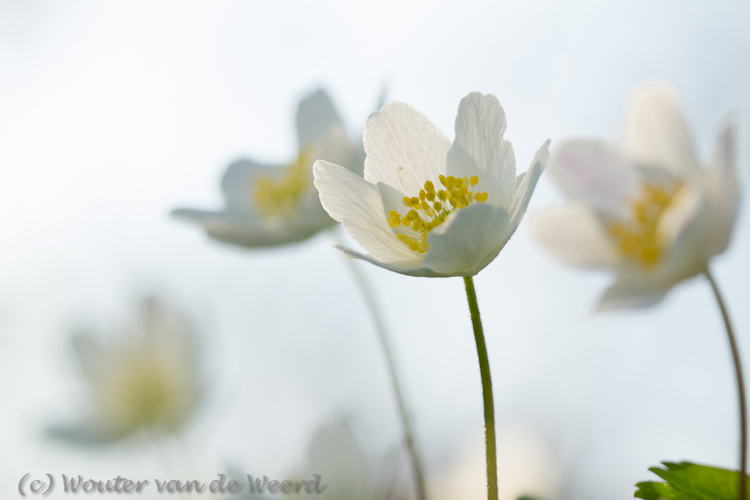 2012-03-19 - Bosanemonen voor lichte lucht<br/>Landgoed Amelisweerd - Bunnik-Utrecht - Nederland<br/>Canon EOS 7D - 100 mm - f/6.3, 0.01 sec, ISO 200