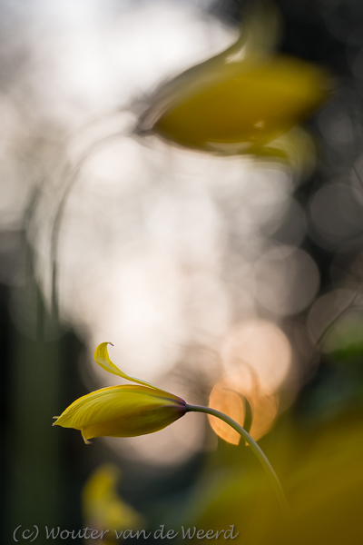 2016-04-14 - Bostulpen in de herhaling<br/>Landgoed Amelisweerd - Bunnik-Utrecht - Nederland<br/>Canon EOS 5D Mark III - 100 mm - f/4.0, 1/500 sec, ISO 400