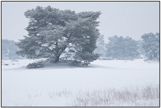 2009-12-17 - Vliegden in de sneeuw<br/>Lange Duinen - Soest - Nederland<br/>Canon EOS 50D - 105 mm - f/13.0, 1 sec, ISO 200