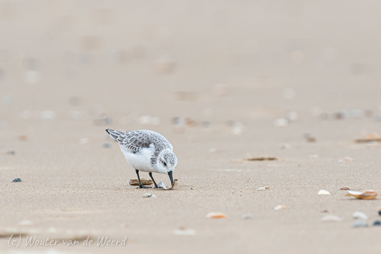 2020-01-04 - Drieteenstrandlopertje<br/>Strand - Katwijk aan zee - Nederland<br/>Canon EOS 7D Mark II - 400 mm - f/5.6, 1/160 sec, ISO 800