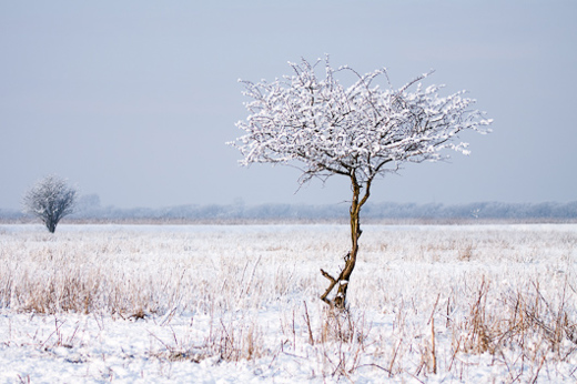 2010-01-04 - Hollandse Serengeti, in de sneeuw<br/>Oostvaardersplassen - Lelystad - Nederland<br/>Canon EOS 50D - 100 mm - f/5.0, 1/640 sec, ISO 125
