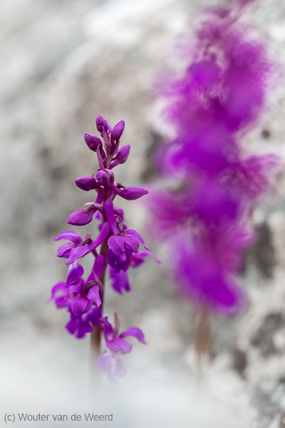 2015-05-02 - Orchidee, onderweg tijdens onze wandeltocht<br/>Picos de Europa - Cagnas de Onis - Spanje<br/>Canon EOS 5D Mark III - 100 mm - f/3.5, 1/250 sec, ISO 200