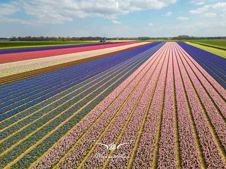 2023-04-18 - Molen aan de rand van het bloembollenveld, met drone gemomen<br/>Noord-Holland - Nederland<br/>FC3582 - 6.7 mm - f/1.7, 1/3200 sec, ISO 120
