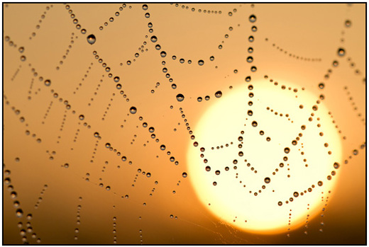 2011-10-03 - Spinnenweb met dauwdruppels voor opkomende zon<br/>Zeist - Nederland<br/>Canon EOS 7D - 100 mm - f/4.0, 1/4000 sec, ISO 100