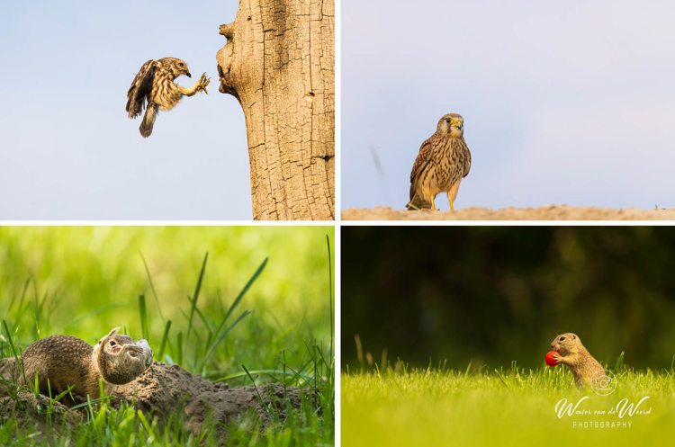 Fotohutten Bence Mate Hongarije - steenuil, torenvalk en siesel