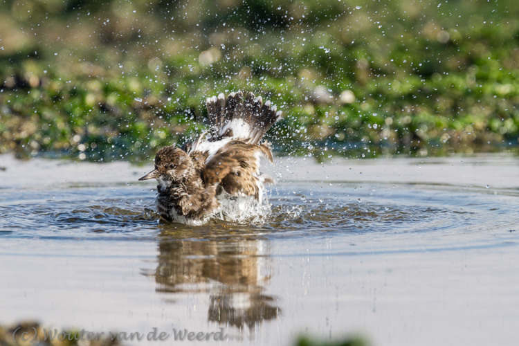 2013-10-07 - Even lekker spetteren<br/>Strand bij Pier van IJmuiden - IJmuiden - Nederland<br/>Canon EOS 7D - 420 mm - f/5.6, 1/1250 sec, ISO 400
