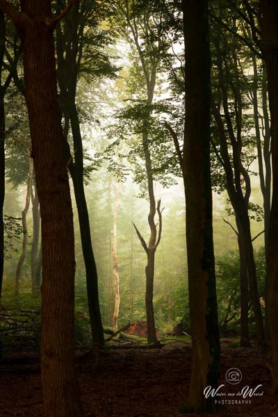 2026-10-02 - Danseres<br/>Speuldersbos - Garderen - Nederland<br/>Canon EOS R5m2 - 102 mm - f/9.0, 0.3 sec, ISO 200