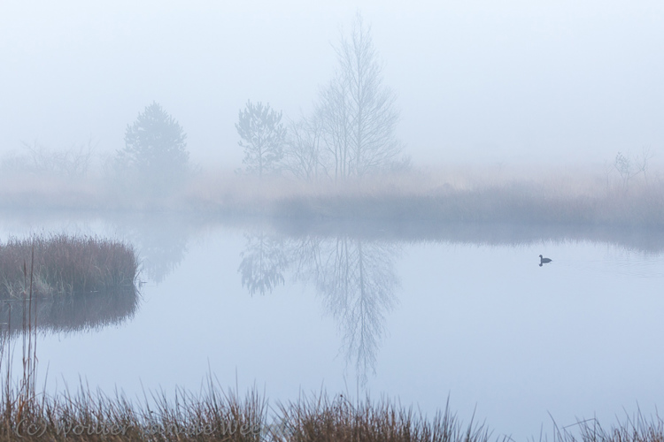 2015-03-20 - Meerkoet in een mistig ven<br/>Kootwijkerveen - Kootwijk - Nederland<br/>Canon EOS 5D Mark III - 100 mm - f/8.0, 1/60 sec, ISO 800