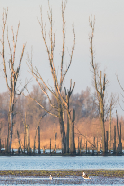 2015-12-08 - Meeuwen ver weg<br/>Biesbosch - Nederland<br/>Canon EOS 7D Mark II - 420 mm - f/4.0, 1/640 sec, ISO 250