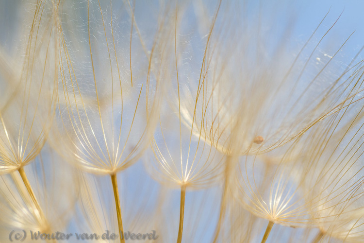 2012-05-07 - Pluis van de Morgenster<br/>Lesbos - Griekenland<br/>Canon EOS 7D - 100 mm - f/3.5, 1/1250 sec, ISO 200