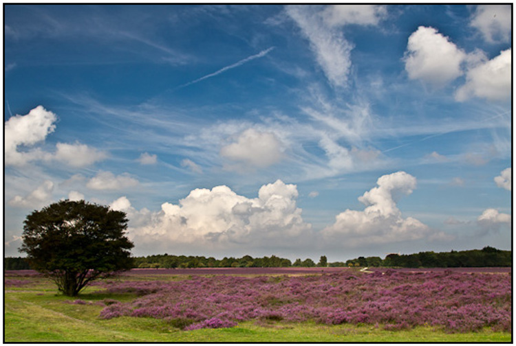 2011-08-22 - Dreigende wolkenluchten boven de paarse heide<br/>Westerheide - Hilversum - Nederland<br/>Canon EOS 7D - 24 mm - f/8.0, 1/250 sec, ISO 200