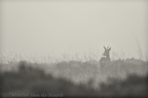 2012-11-24 - Ree in de mist in coulissen-landschap<br/>Westerheide - Hilversum - Nederland<br/>Canon EOS 7D - 300 mm - f/3.2, 1/500 sec, ISO 160