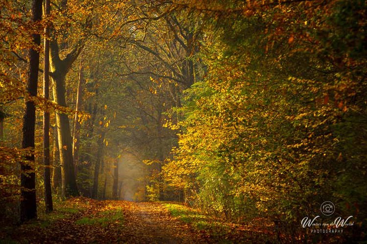 2025-11-07 - Sfeer in het herfstbos<br/>Erfgooiersbos - Hilversum - Nederland<br/>Canon EOS R5 - 200 mm - f/8.0, 1/40 sec, ISO 400