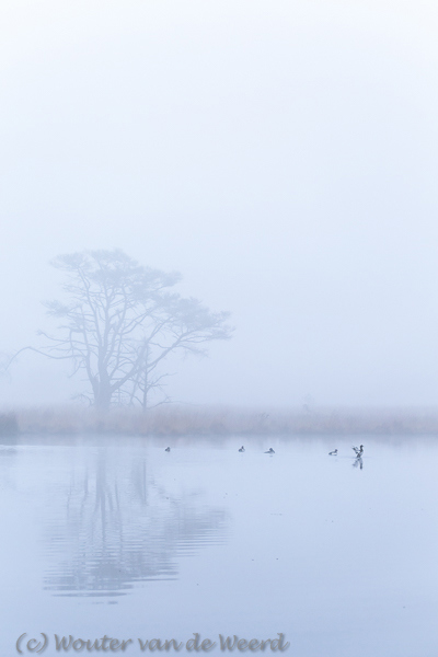 2015-03-20 - Kuifeenden in optocht<br/>Kootwijkerveen - Kootwijk - Nederland<br/>Canon EOS 5D Mark III - 105 mm - f/5.6, 1/400 sec, ISO 800