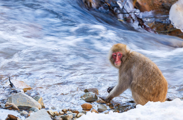 2026-02-13 - Met lange sluitertijd voor het stromende water<br/>Jigokudani Monkey Park - Yamanouchi - Japan<br/>Canon EOS R5m2 - 363 mm - f/7.1, 1/30 sec, ISO 200