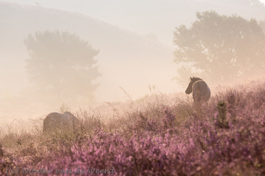2015-08-21 - Paarden op de hei<br/>Veluwezoom - Posbank - Rheden - Nederland<br/>Canon EOS 5D Mark III - 200 mm - f/8.0, 1/160 sec, ISO 100