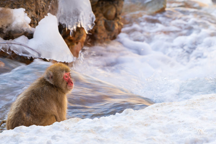 2026-02-13 - Sneeuw-makaak bij de rivier<br/>Jigokudani Monkey Park - Yamanouchi - Japan<br/>Canon EOS R5m2 - 363 mm - f/10.0, 1/30 sec, ISO 200