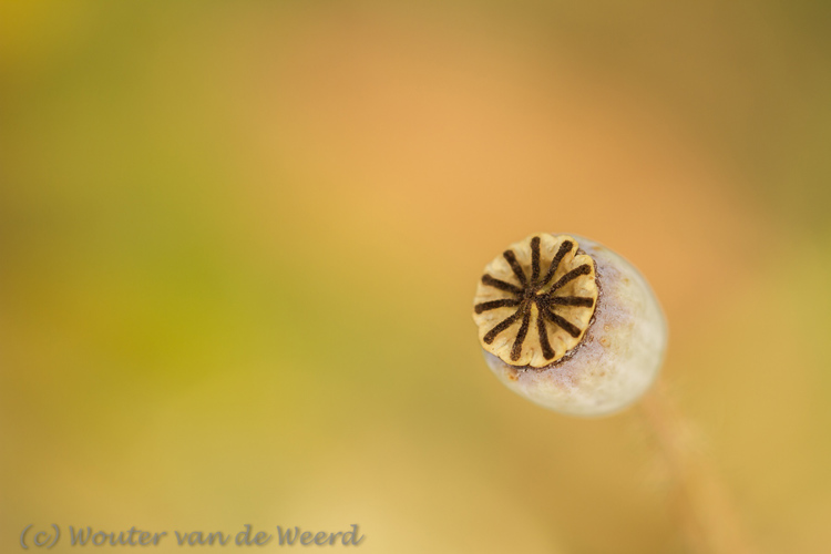 2013-09-08 - Klaproos zaaddoos<br/>De Uithof / Utrecht Science Park - Utrecht - Nederland<br/>Canon EOS 7D - 100 mm - f/3.2, 1/250 sec, ISO 200