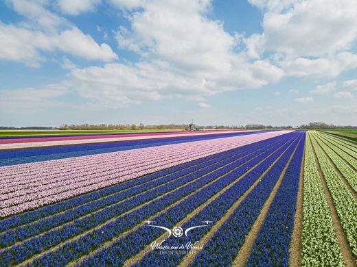 2023-04-18 - Molen aan de rand van het bloembollenveld<br/>Noord-Holland - Nederland<br/>FC3582 - 6.7 mm - f/1.7, 1/2500 sec, ISO 120