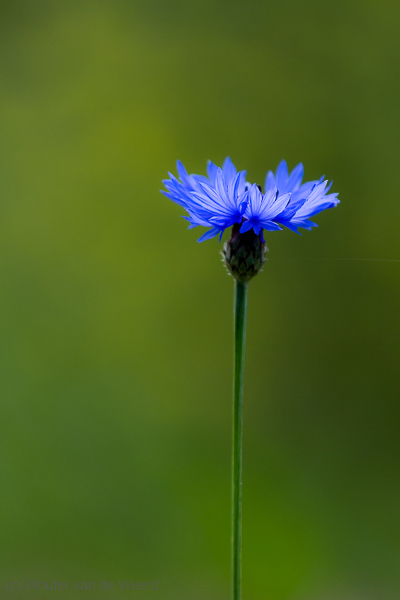 2013-05-04 - Korenbloem<br/>Umbrië - Omgeving Panicale - Italië<br/>Canon EOS 7D - 360 mm - f/5.6, 1/500 sec, ISO 200
