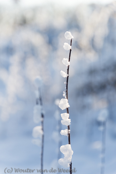 2014-12-28 - Dotjes sneeuw<br/>Plantage Willem III - Elst - Nederland<br/>Canon EOS 5D Mark III - 70 mm - f/2.8, 1/1000 sec, ISO 200
